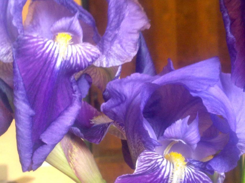 Apartamentos Rurales Candela Cañamero Dış mekan fotoğraf